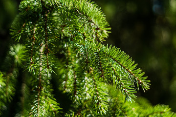Close up of spruce tree with shallow depth of field