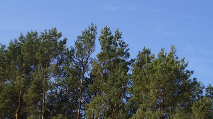 Fototapeta premium sosna