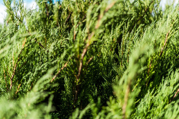 Close up cypress with shallow depth of field