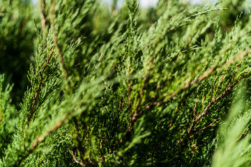 Close up cypress with shallow depth of field