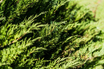 Close up cypress with shallow depth of field