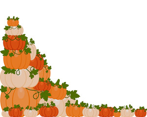 Vector illustration of a background of orange and white pumpkins sitting on autumn leaves. Pumpkins are different sizes on white background.