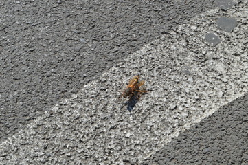 Hornet - insect on the street asphalt