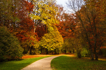 Fototapeta na wymiar Colorful Foliage Trees in the Park with Little Road