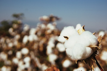 cotton field backround