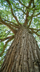 Tree bark from below