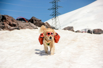 dog on snow