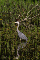 heron fishing shallows