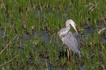 heron preening in pond