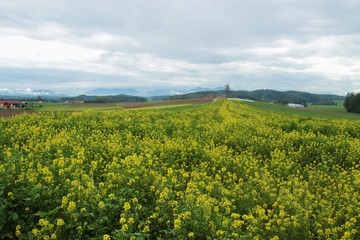 Blooming rapeseed field in autumn. On a high plateau in upper Austria, Europe, near Lamprechtshausen. Far in the background the mountains of the Alps, A magnificent panoramic view.