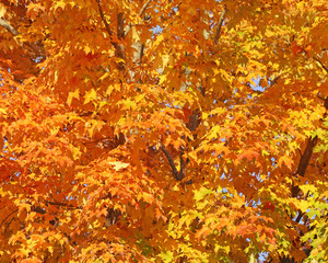 Beautiful gold and orange leaves of the Maple tree in Autumn

