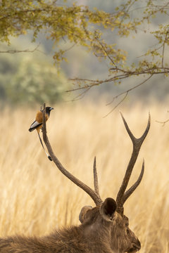 A rufus treepie resting on antlers of a sambar inside Ranthambore tiger reserve