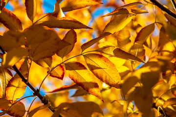 Fototapeta premium Nice yellow orange red leaves on blue sky nature