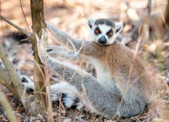 Lemur, Ring-tailed lemur in trees and nature. Madagascar animals wildlife, wild animal in Madagascar. Holiday tour in Andasibe, Isalo, Masoala, Marojejy National parks.