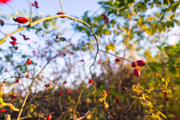 Dog rose bush in the nature