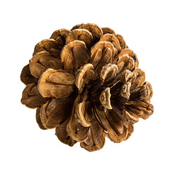 Brown pine cone on white background with clipping pass