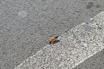 A hornet on road's asphalt