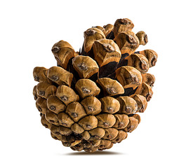 Brown pine cone on white background with clipping pass