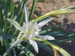 Close up of an white Pancratium maritimum flower also known as sea daffodil or sand lily, from the Amaryllidaceae family .On the sandy dunes of the Mediterranean coasts, selective focus