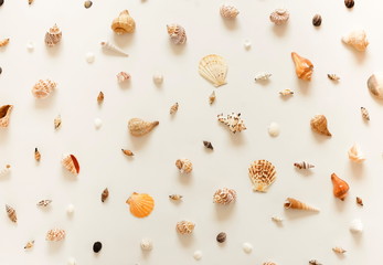 Pattern of sea shells and stars on white background. Travel background. Flat lay, top view.copy space