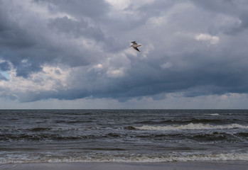 The flying seagull over the sea