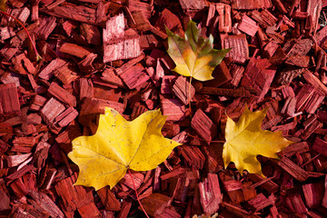 Yellow maple leaves on red colored wood chips