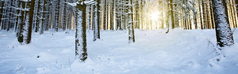 Sunset in winter forest. Winter fir trees in german forest .