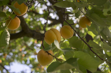 Prunus armeniaca tree branches full of frits, ripening apricots on the tree during summer season