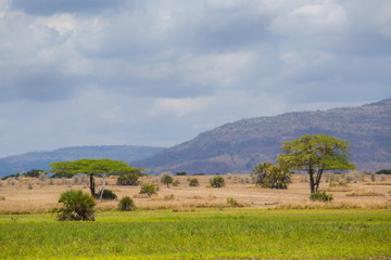 Obraz premium Tanzania. landscape savanna Mikumi