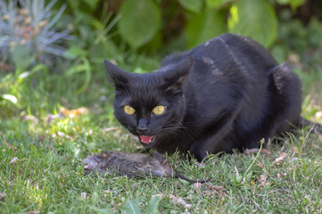 Proud black cat hunter, dead mouse in the grass, happy dark beast