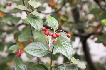 Cotoneaster integerrimus red autumn fruits and green leaves on branches, ripening hairy berries