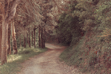 Obraz premium Caminho