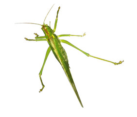Locust green. Grasshopper. Isolator.