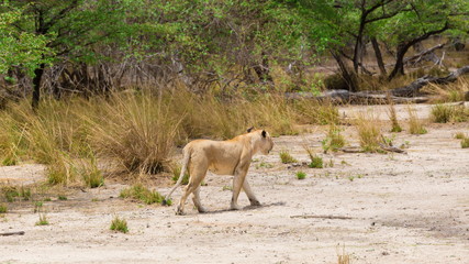 Tanzania. Lion in Selous park