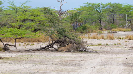 Tanzania. Lion in Selous park