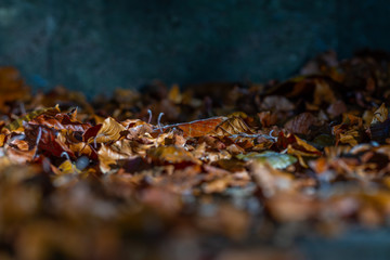 Automne