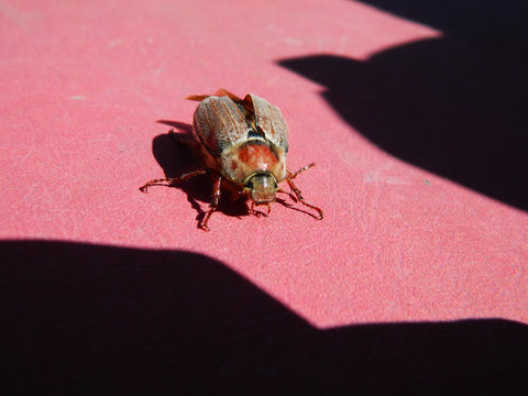 Cockchafer on the table. Cockchafer. Dorbeetle. Spring beetle in the garden