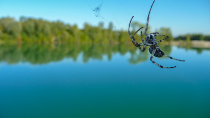 Spider on the web close-up. In the background - a bright blue lake, green forest.