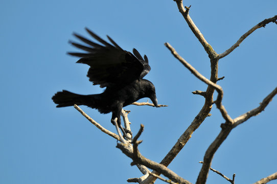 corbeau