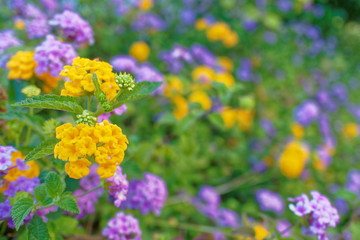 vibrant violet and yellow colored flowers in the garden
