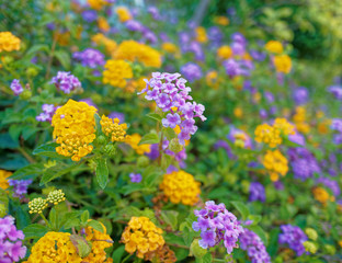 vibrant violet and yellow colored flowers in the garden