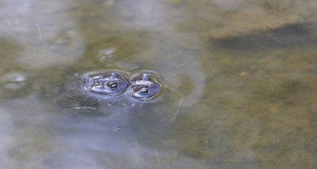 Two american toads (Bufo americanus) in pond during mating season