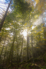Obraz premium Sonenstrahlen im Wald bei Nebel