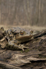 Toad in The Wild (Bufo bufo)