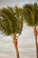 palm trees