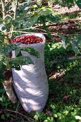 coffee plantation in La Selva Negra in Nicaragua