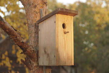 tarling house on pine in forest 