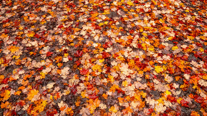 Fall leaves on the ground