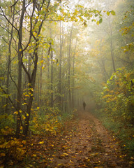 Misty trail in early fall