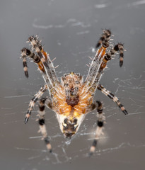 House Spider
